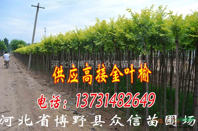 供應金葉榆 河北金葉榆 河北金葉榆價格 新疆金葉榆價格