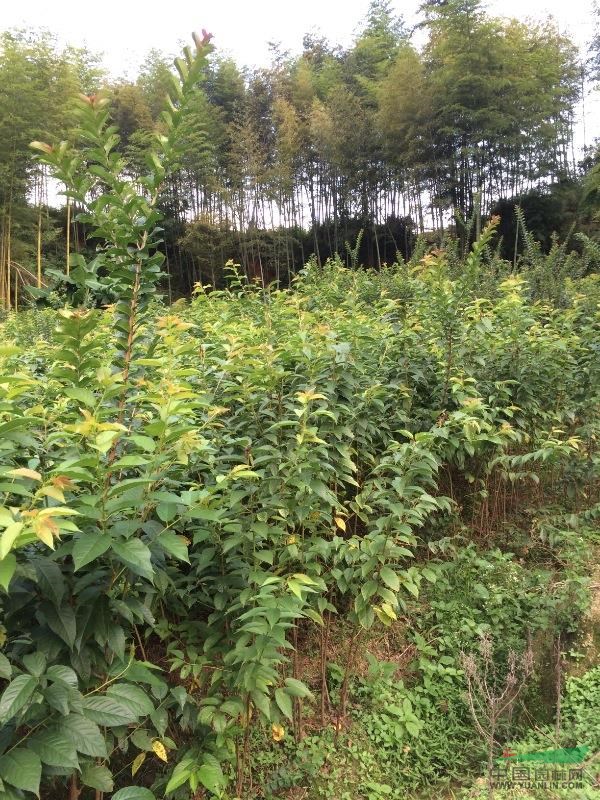 福建山櫻花