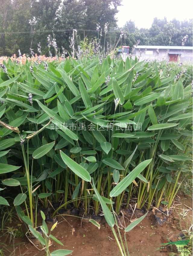 大量供應美人蕉，黃菖蒲，慈姑，花葉蘆竹和其它水生植物