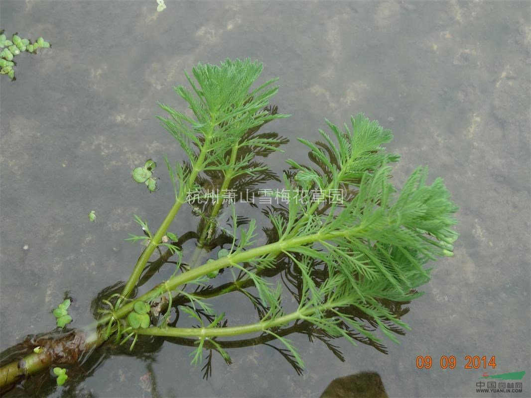 狐尾藻 供应各种水生植物