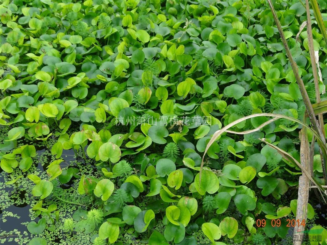 优质水鳖,马尿花,芣菜,浙江*低价价格_供应_图片_杭州萧山雪梅花草园