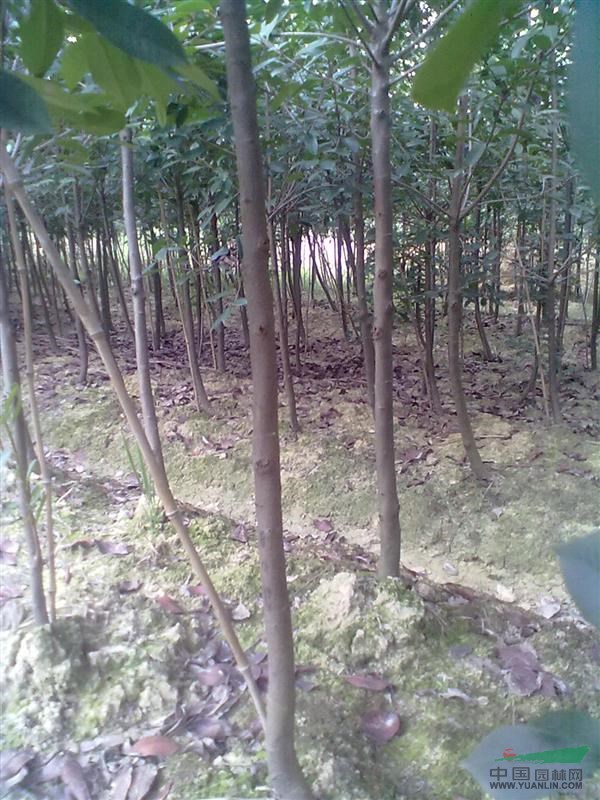 開始最低價拋貨樸樹櫸樹紅葉石楠紫薇合歡