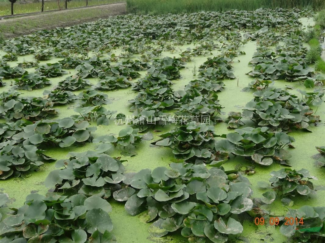 優(yōu)質(zhì)的睡蓮，子午蓮、水芹花，浙江最低價