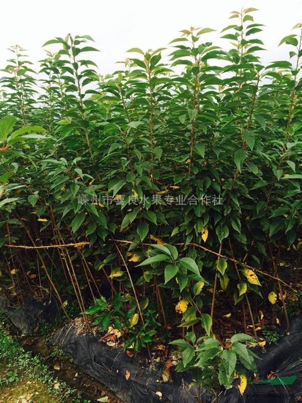 供應各種當年生綠化小苗