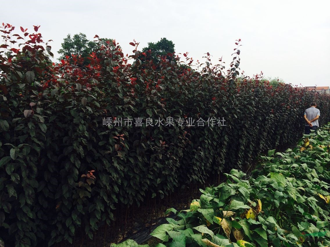 供應各種當年生綠化小苗