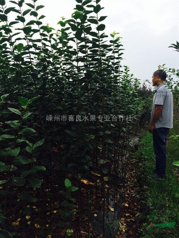 供應各種當年生綠化小苗