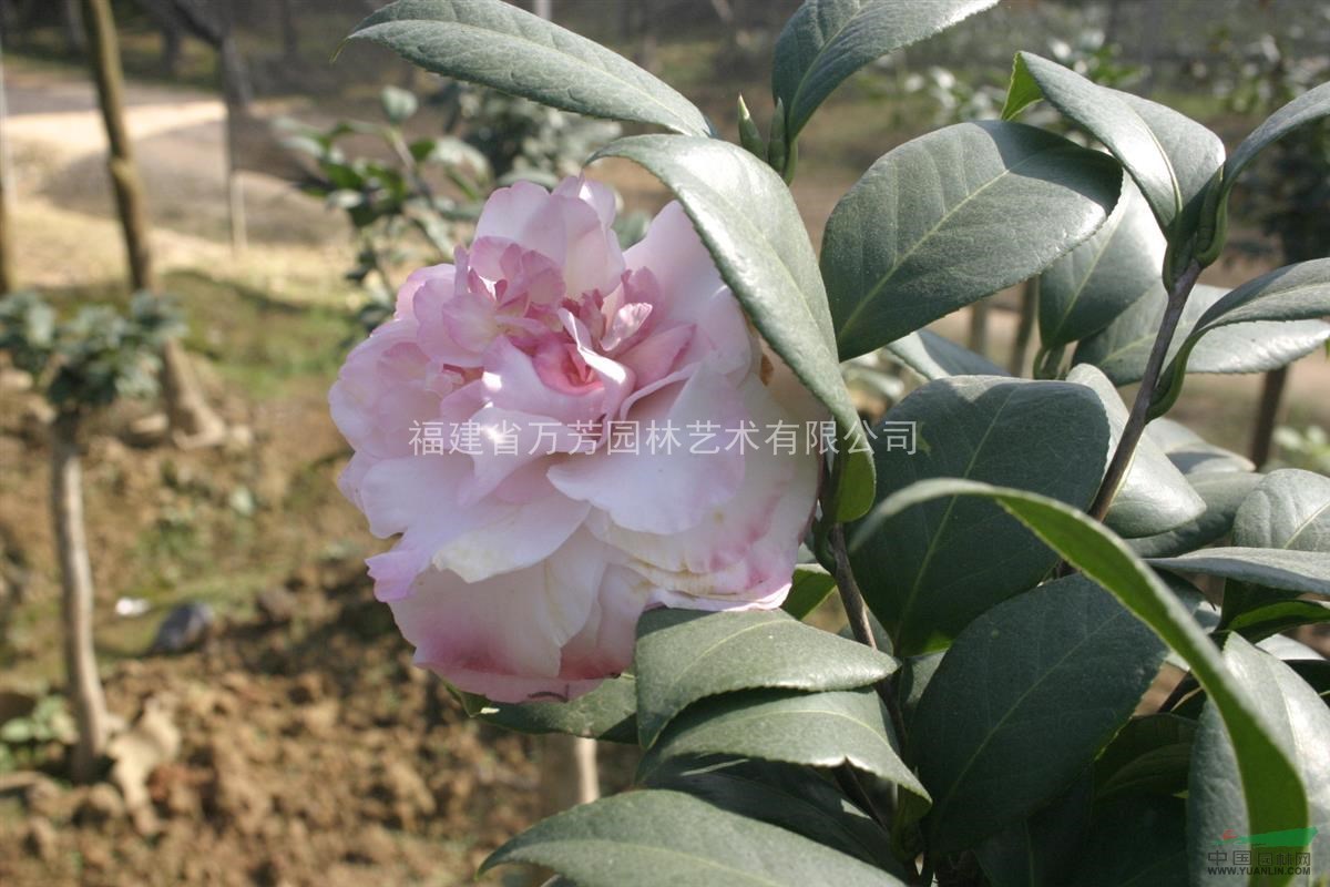 茶花 愛蘭莎貝蒂 各種規(guī)格供應(yīng) 茶花園