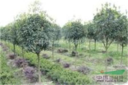 供應(yīng)桂花 成都桂花 成都高桿桂花樹 桂花價(jià)格 桂花批發(fā)