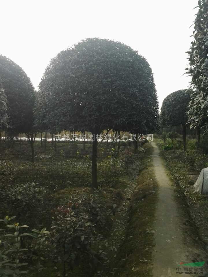 四川基地供應(yīng)桂花 桂花好樹形 桂花照片 桂花批發(fā) 萬樹園林售