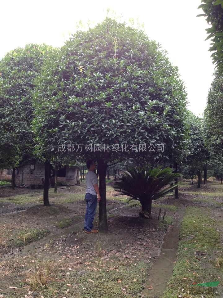 四川基地供應(yīng)桂花 桂花好樹形 桂花照片 桂花批發(fā) 萬樹園林售