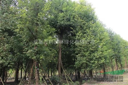 供應(yīng)香樟 成都香樟 香樟價(jià)格 香樟照片 香樟行道樹(shù)