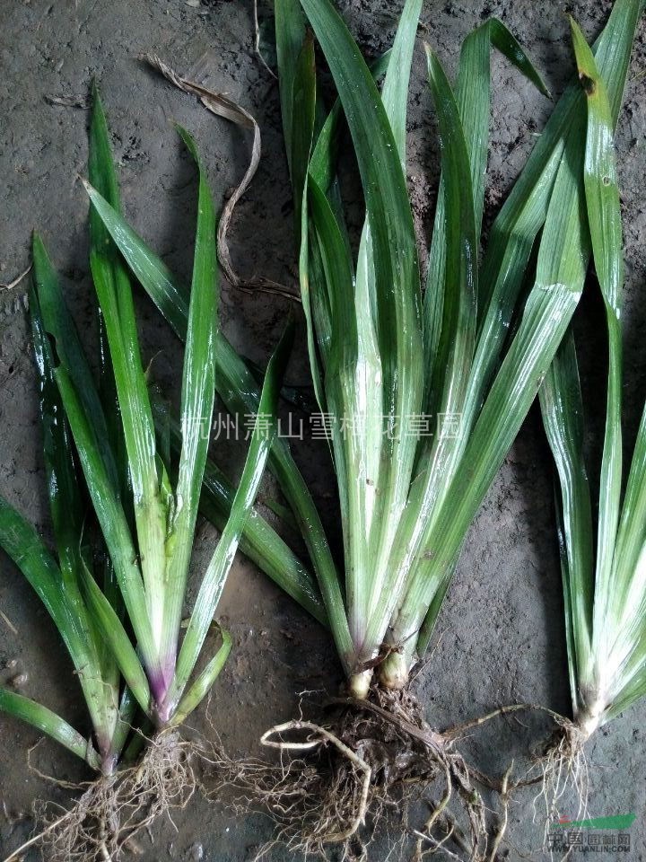 優(yōu)質(zhì)的鳶尾，小蘭花鳶尾，大蘭花鳶尾，紫蝴蝶、扁竹花，浙江最低