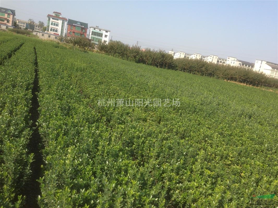 供應 大葉黃楊色塊苗及小毛球 