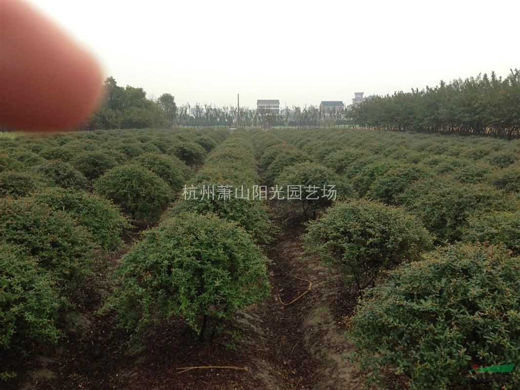 火棘色塊苗及小毛球  大小精品火棘球