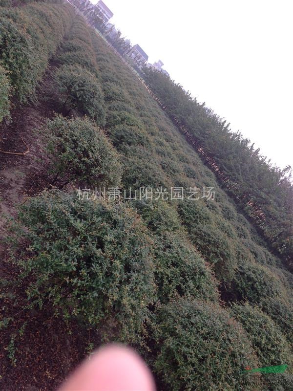 火棘色塊苗及小毛球  大小精品火棘球
