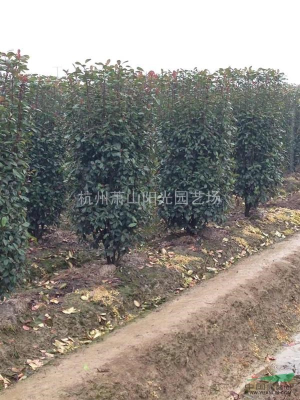 供應紅葉石楠柱 大小規格