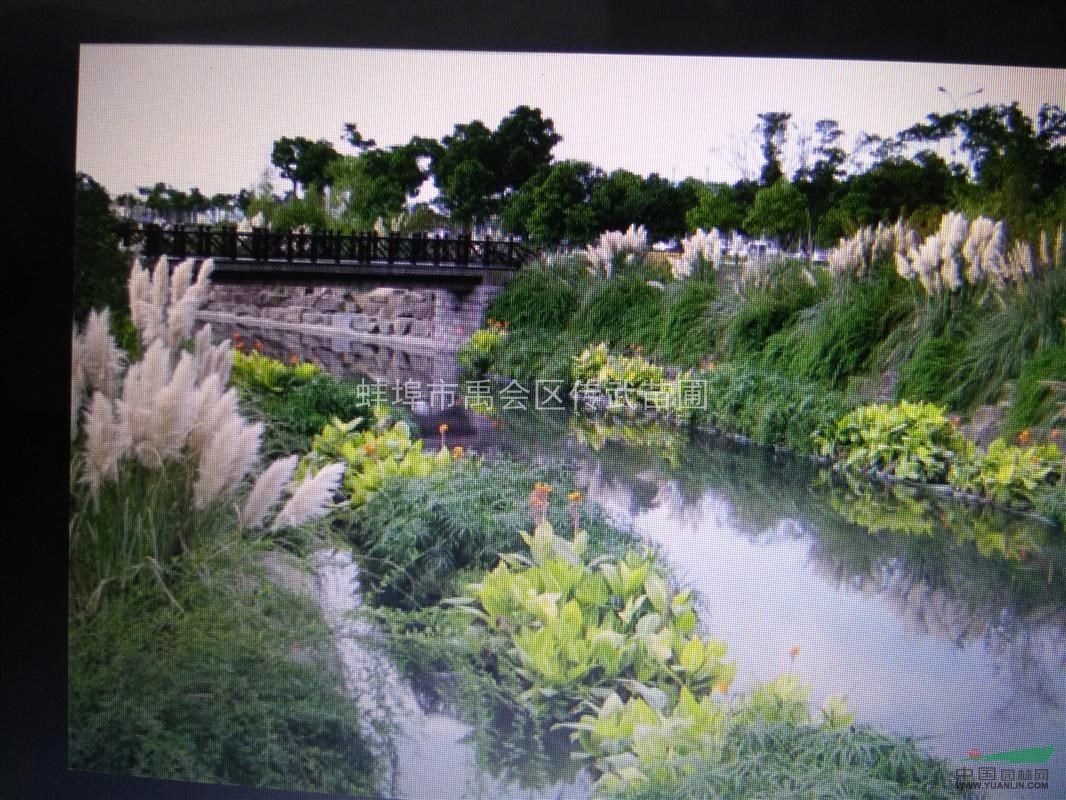 蕭山生態(tài)浮床，水上種花，河道綠化。