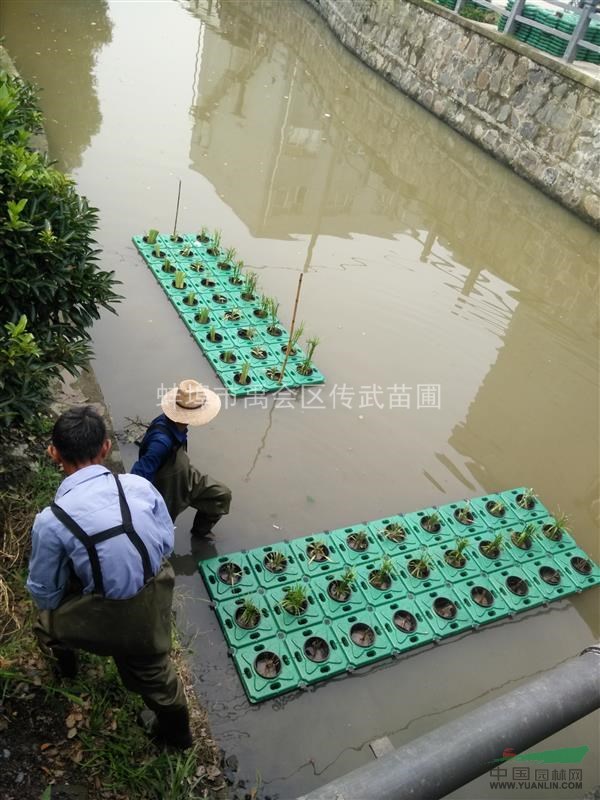 蕭山生態(tài)浮床，水上種花，河道綠化。