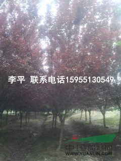 肥西；供應(yīng)大葉女貞，紅葉李，桂花，合歡，欒樹，樸樹，烏桕等！