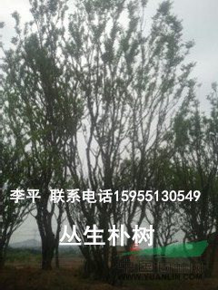 供應(yīng)各種 樸樹，三角楓，烏桕等