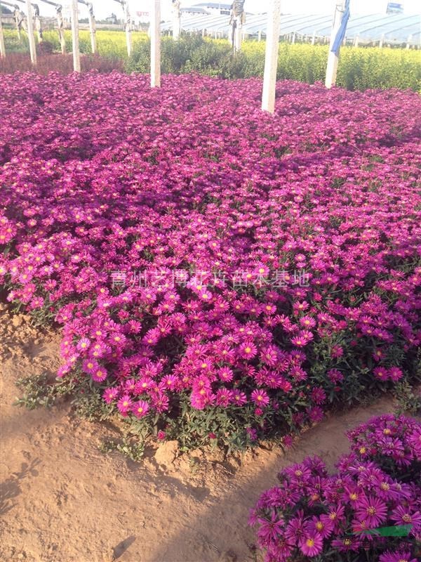 山東青州荷蘭菊基地，荷蘭菊價格