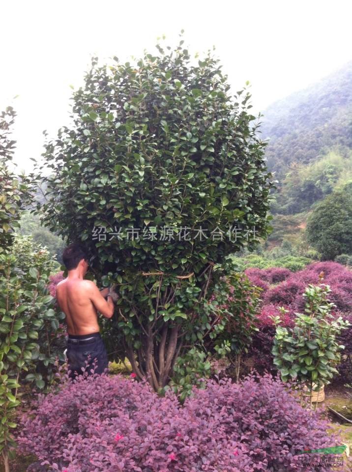 紹興茶花，紅花繼木球