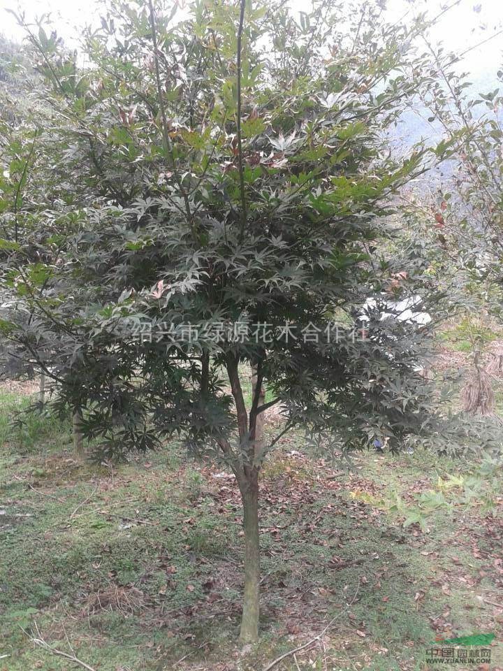 供應紅楓，紹興紅楓價格