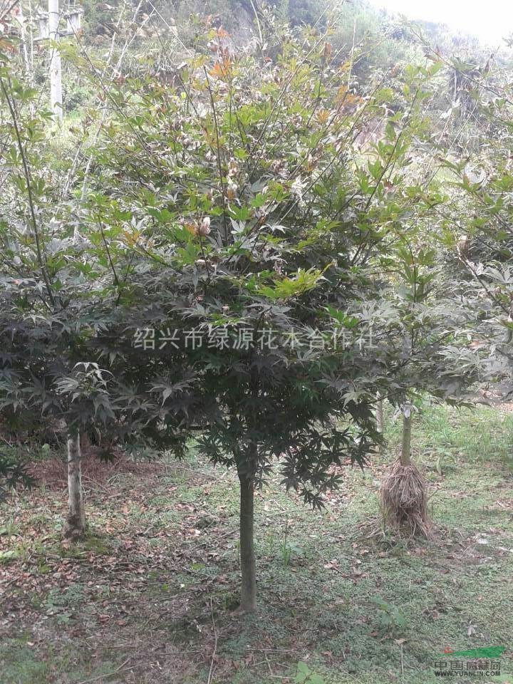供應紅楓，紹興紅楓價格