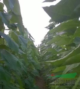 河南省項(xiàng)城市供應(yīng)2--10公分開花楸樹