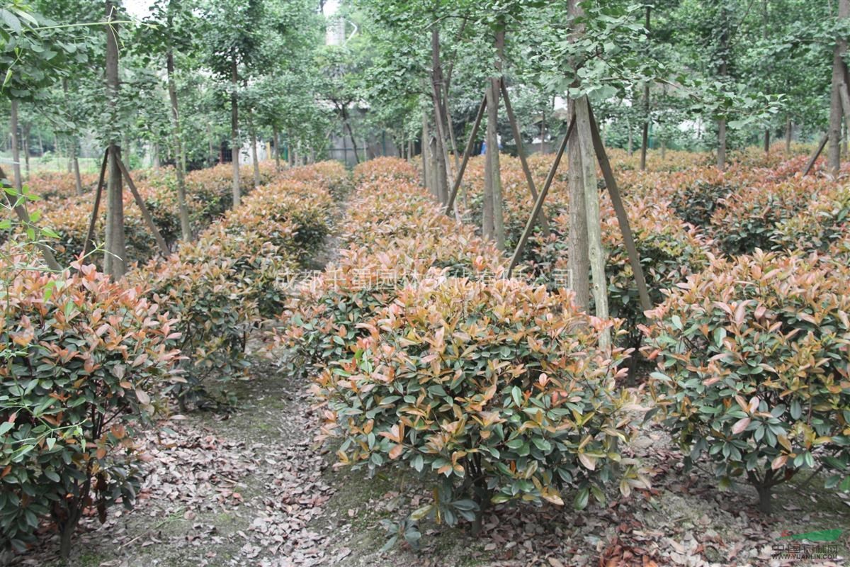 供應(yīng)紅葉石楠，紅葉石楠球，80*80，苗圃貨，甘肅苗木供應(yīng)