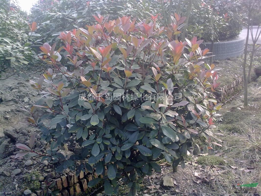 供應(yīng)紅葉石楠，紅葉石楠球，80*80，苗圃貨，甘肅苗木供應(yīng)