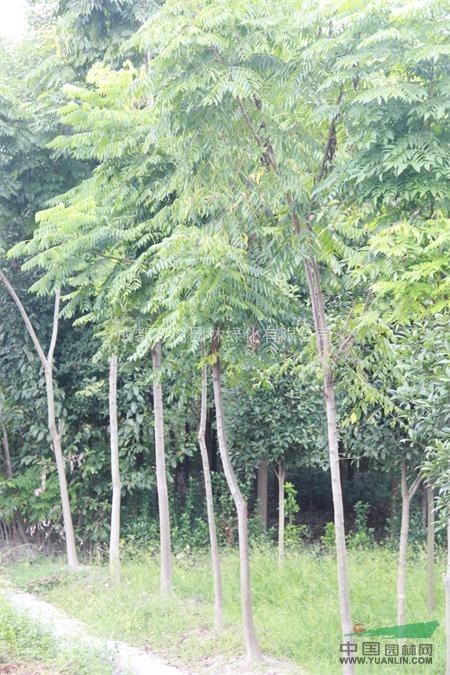 供應(yīng)欒樹 成都欒樹 欒樹價格 欒樹行道樹 欒樹照片 欒樹批發(fā)