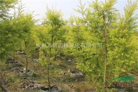 供應(yīng)千層金 成都千層金 千層金照片 千層金工程苗 萬(wàn)樹(shù)園林供