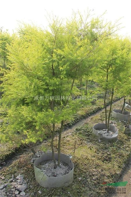 供應(yīng)千層金 成都千層金 千層金照片 千層金工程苗 萬(wàn)樹(shù)園林供