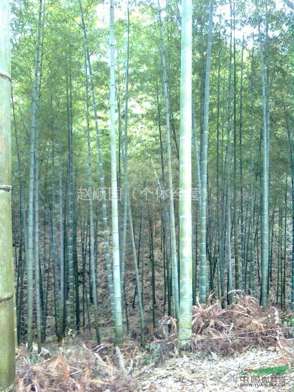 广西楠竹大量供应楠竹
