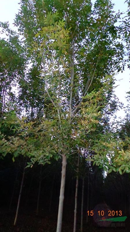 綠化樹(shù)苗，行道綠化苗木，基地現(xiàn)貨，易成活