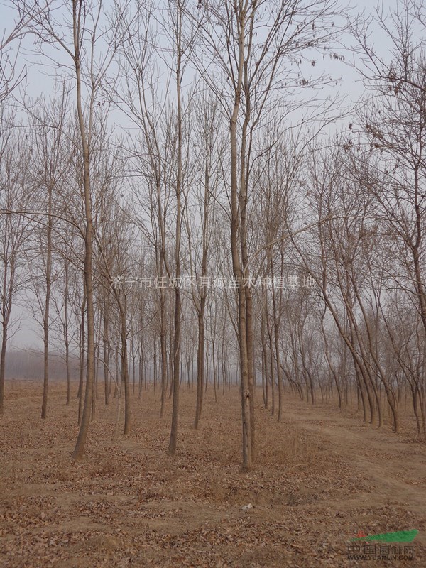綠化樹(shù)苗，行道綠化苗木，基地現(xiàn)貨，易成活