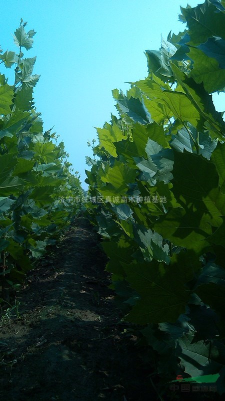 一年生法桐小苗400萬棵預(yù)定中