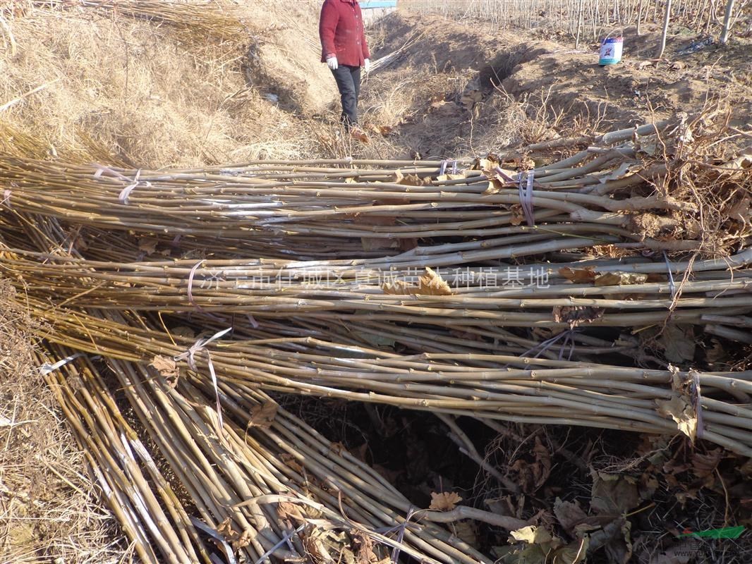 一年生法桐小苗400萬棵預(yù)定中
