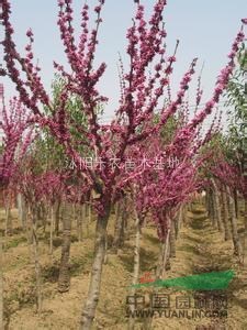 基地供應(yīng)：櫻花、楸樹、紫荊、紫薇、黃玉蘭