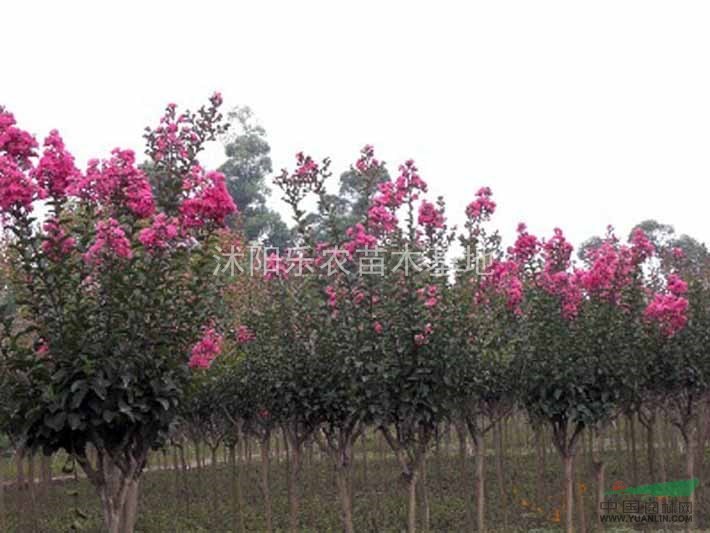 基地供應(yīng)：櫻花、楸樹、紫荊、紫薇、黃玉蘭