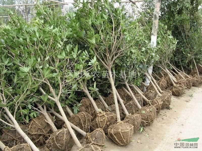 工程苗木供應：香樟、金桂、杜英、紅楓