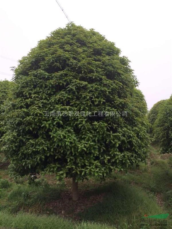 云南地区出售6-30公分桂花树