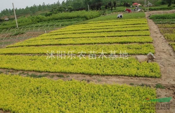 衛(wèi)矛、扶芳藤、金葉女貞、銀杏、速生法桐紫葉桃