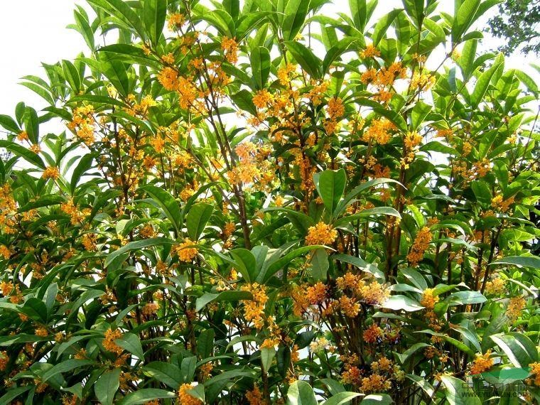 桂花，南京桂花價格