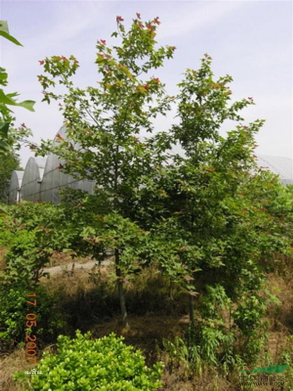 楓香，南京楓香價(jià)格