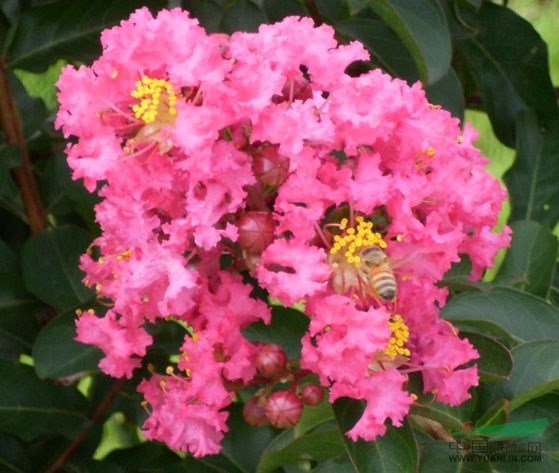 紫薇價(jià)格、紫薇樹(shù)價(jià)格、紅花紫薇價(jià)格