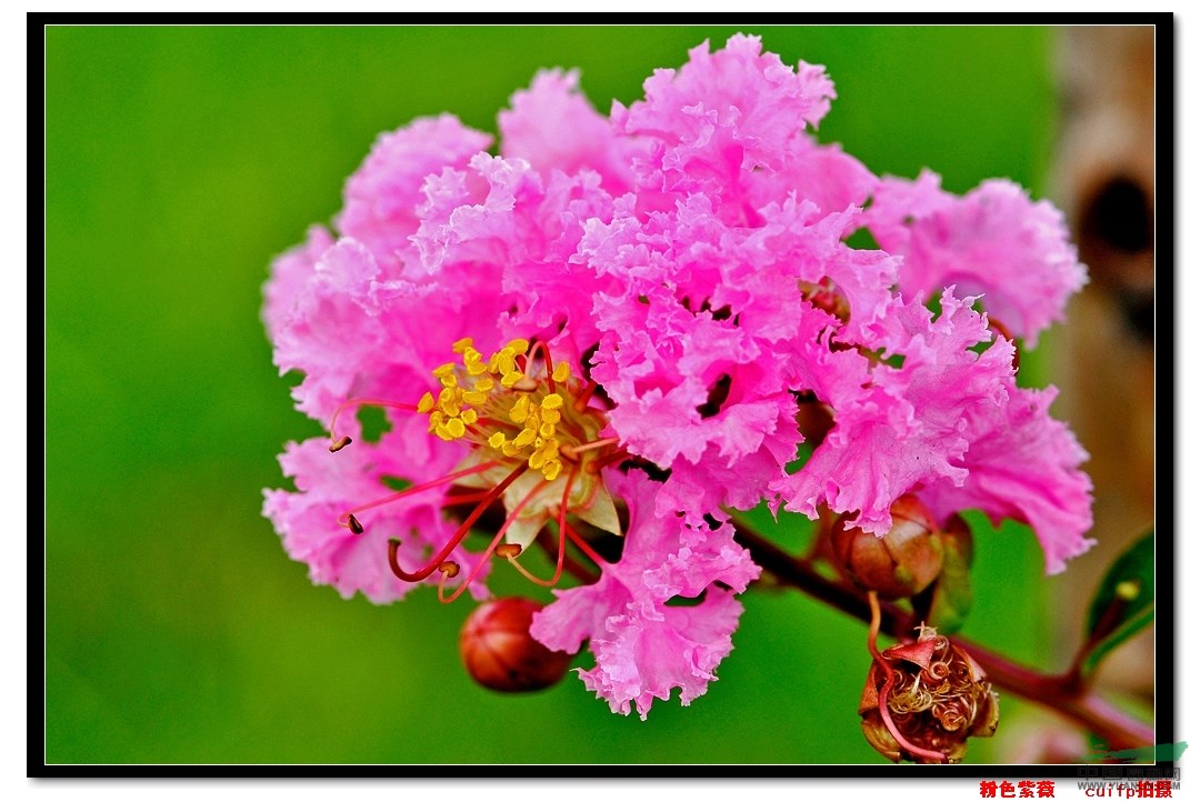 紫薇價(jià)格、紫薇樹(shù)價(jià)格、紅花紫薇價(jià)格