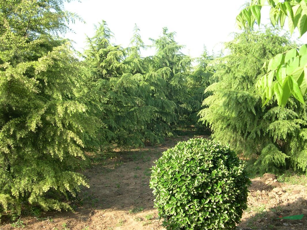 雪松價(jià)格、雪松樹價(jià)格