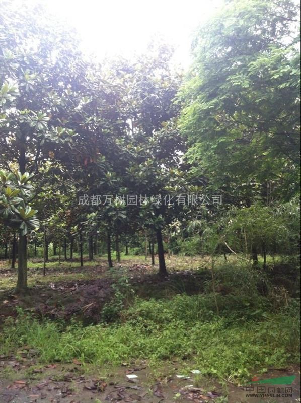 供應(yīng)廣玉蘭 成都廣玉蘭 廣玉蘭苗木價(jià)格  廣玉蘭照片